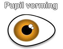 Pupil vorming