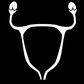 baarmoeder / uterus
