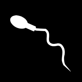 sperm / semen